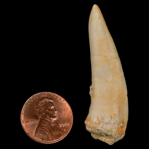 1.9" Saber Toothed Herring Fossil Fang Enchodus Libycus Cretaceous COA Stand - Fossil Age Minerals