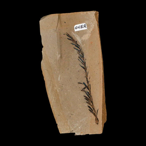 2.2" Detailed Fossil Plant Leafs Metasequoia Dawn Redwood Oligocene Age MT COA