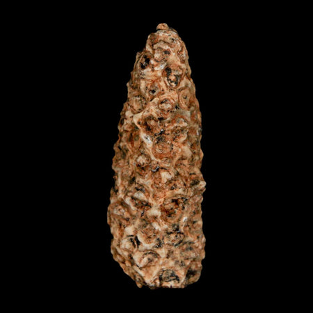 1.6" Fossil Pine Cone Equicalastrobus Replaced By Agate Eocene Age Seeds Fruit