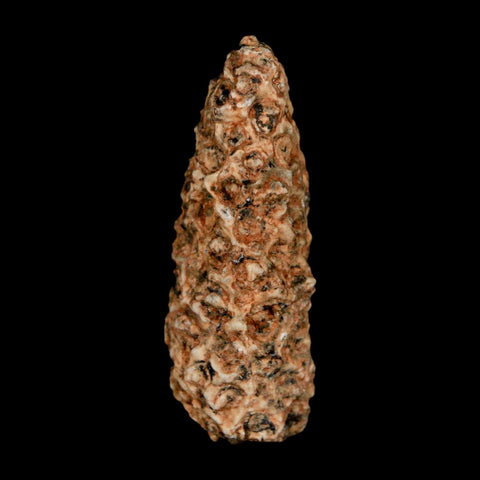 1.6" Fossil Pine Cone Equicalastrobus Replaced By Agate Eocene Age Seeds Fruit