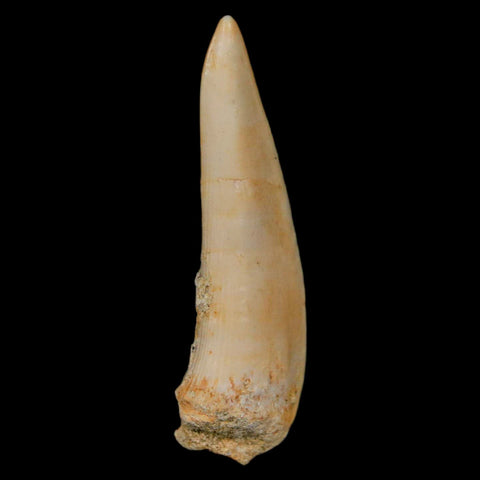 1.9" Saber Toothed Herring Fossil Fang Enchodus Libycus Cretaceous COA Stand - Fossil Age Minerals