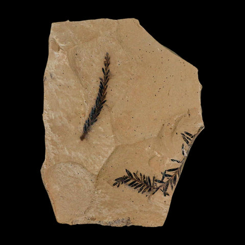 2 Two Detailed Fossil Plant Leafs Metasequoia Dawn Redwood Oligocene Age MT COA