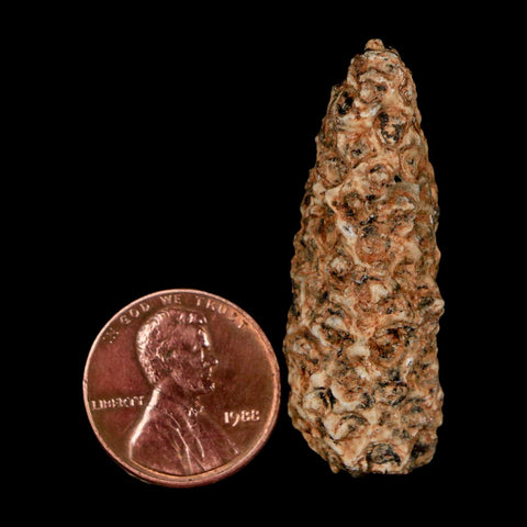 1.6" Fossil Pine Cone Equicalastrobus Replaced By Agate Eocene Age Seeds Fruit