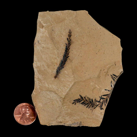 2 Two Detailed Fossil Plant Leafs Metasequoia Dawn Redwood Oligocene Age MT COA