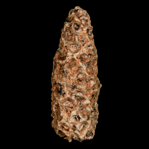 1.6" Fossil Pine Cone Equicalastrobus Replaced By Agate Eocene Age Seeds Fruit