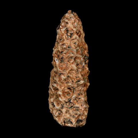 1.6" Fossil Pine Cone Equicalastrobus Replaced By Agate Eocene Age Seeds Fruit