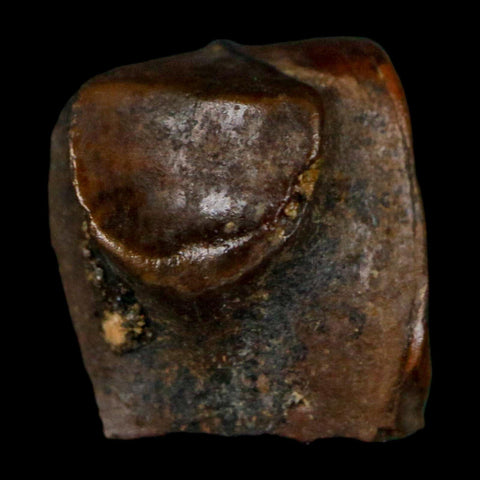 0.5" Triceratops Fossil Tooth Lance Creek FM Cretaceous Dinosaur WY COA Display