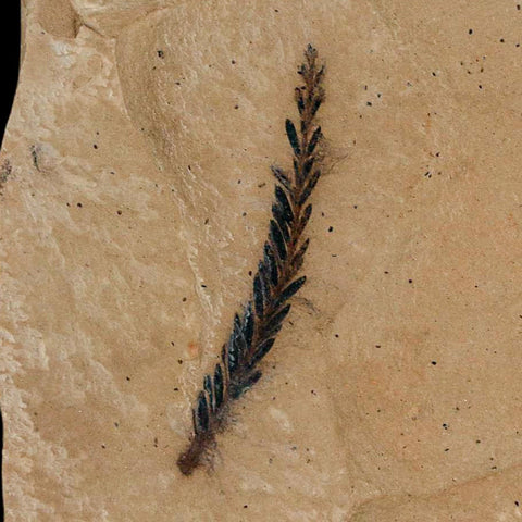 2 Two Detailed Fossil Plant Leafs Metasequoia Dawn Redwood Oligocene Age MT COA