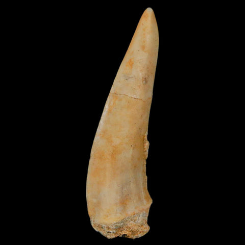 1.9" Saber Toothed Herring Fossil Fang Enchodus Libycus Cretaceous COA Stand - Fossil Age Minerals