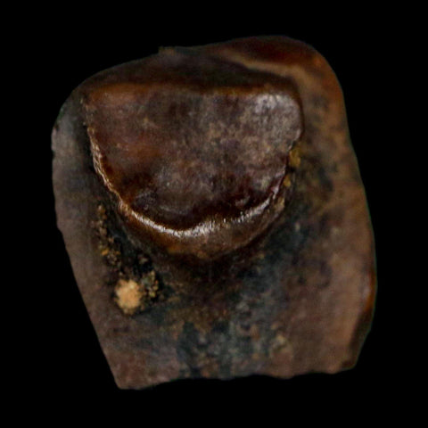 0.5" Triceratops Fossil Tooth Lance Creek FM Cretaceous Dinosaur WY COA Display