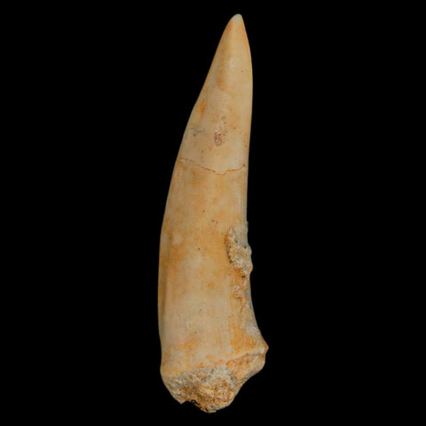 1.9" Saber Toothed Herring Fossil Fang Enchodus Libycus Cretaceous COA Stand - Fossil Age Minerals