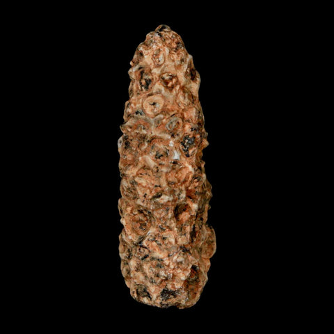 1.6" Fossil Pine Cone Equicalastrobus Replaced By Agate Eocene Age Seeds Fruit