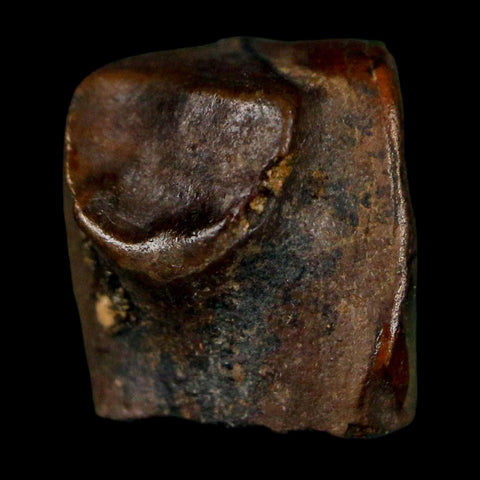 0.5" Triceratops Fossil Tooth Lance Creek FM Cretaceous Dinosaur WY COA Display