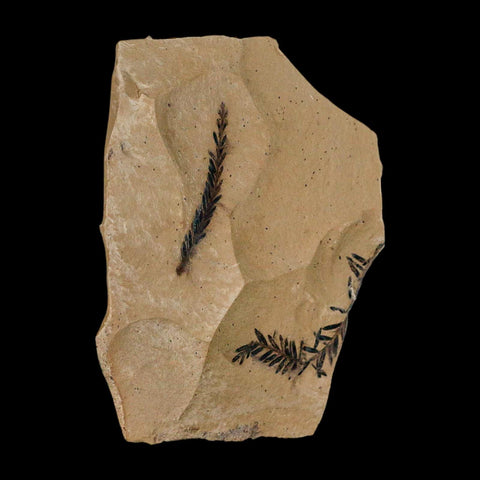 2 Two Detailed Fossil Plant Leafs Metasequoia Dawn Redwood Oligocene Age MT COA