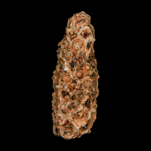 1.6" Fossil Pine Cone Equicalastrobus Replaced By Agate Eocene Age Seeds Fruit