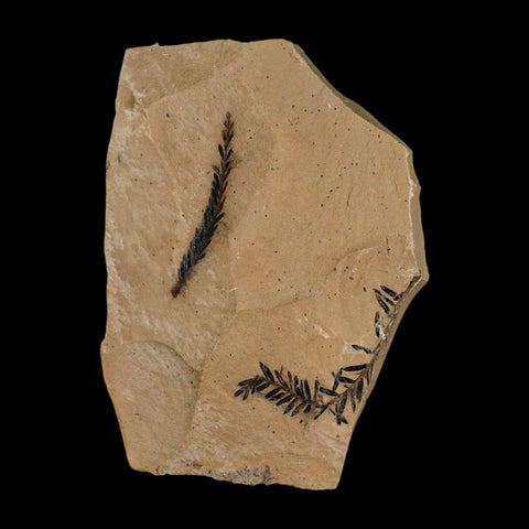 2 Two Detailed Fossil Plant Leafs Metasequoia Dawn Redwood Oligocene Age MT COA