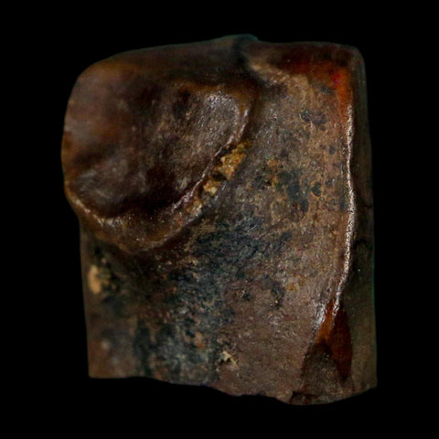 0.5" Triceratops Fossil Tooth Lance Creek FM Cretaceous Dinosaur WY COA Display