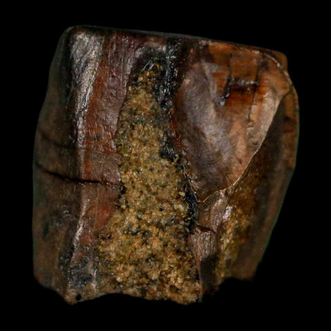 0.5" Triceratops Fossil Tooth Lance Creek FM Cretaceous Dinosaur WY COA Display