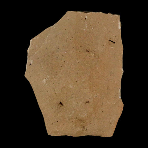 2 Two Detailed Fossil Plant Leafs Metasequoia Dawn Redwood Oligocene Age MT COA