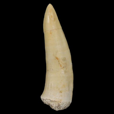 XL 2.4" Saber Toothed Herring Fossil Fang Enchodus Libycus Cretaceous COA Stand - Fossil Age Minerals