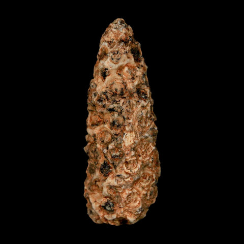 1.6" Fossil Pine Cone Equicalastrobus Replaced By Agate Eocene Age Seeds Fruit