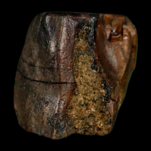 0.5" Triceratops Fossil Tooth Lance Creek FM Cretaceous Dinosaur WY COA Display