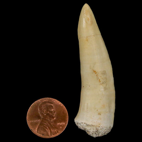 XL 2.4" Saber Toothed Herring Fossil Fang Enchodus Libycus Cretaceous COA Stand - Fossil Age Minerals