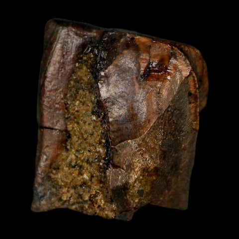 0.5" Triceratops Fossil Tooth Lance Creek FM Cretaceous Dinosaur WY COA Display