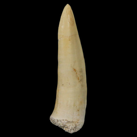 XL 2.4" Saber Toothed Herring Fossil Fang Enchodus Libycus Cretaceous COA Stand - Fossil Age Minerals