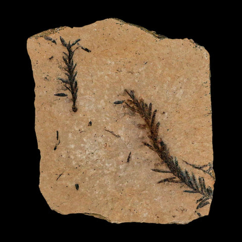 2 Two Detailed Fossil Plant Leafs Metasequoia Dawn Redwood Oligocene Age MT COA