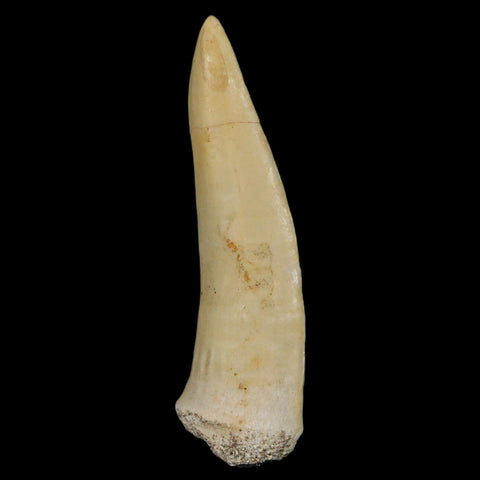XL 2.4" Saber Toothed Herring Fossil Fang Enchodus Libycus Cretaceous COA Stand - Fossil Age Minerals