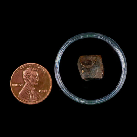 0.5" Triceratops Fossil Tooth Lance Creek FM Cretaceous Dinosaur WY COA Display