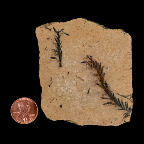 2 Two Detailed Fossil Plant Leafs Metasequoia Dawn Redwood Oligocene Age MT COA