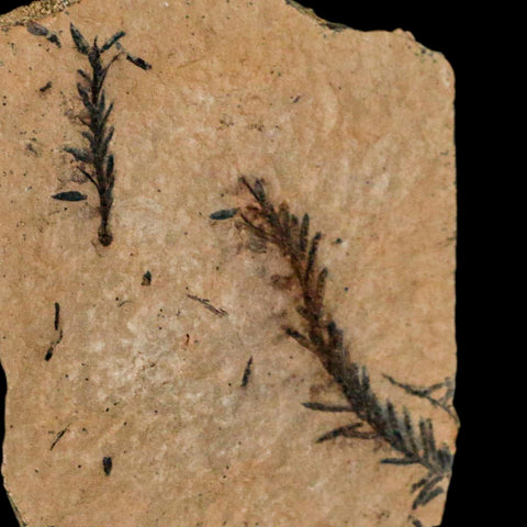 2 Two Detailed Fossil Plant Leafs Metasequoia Dawn Redwood Oligocene Age MT COA