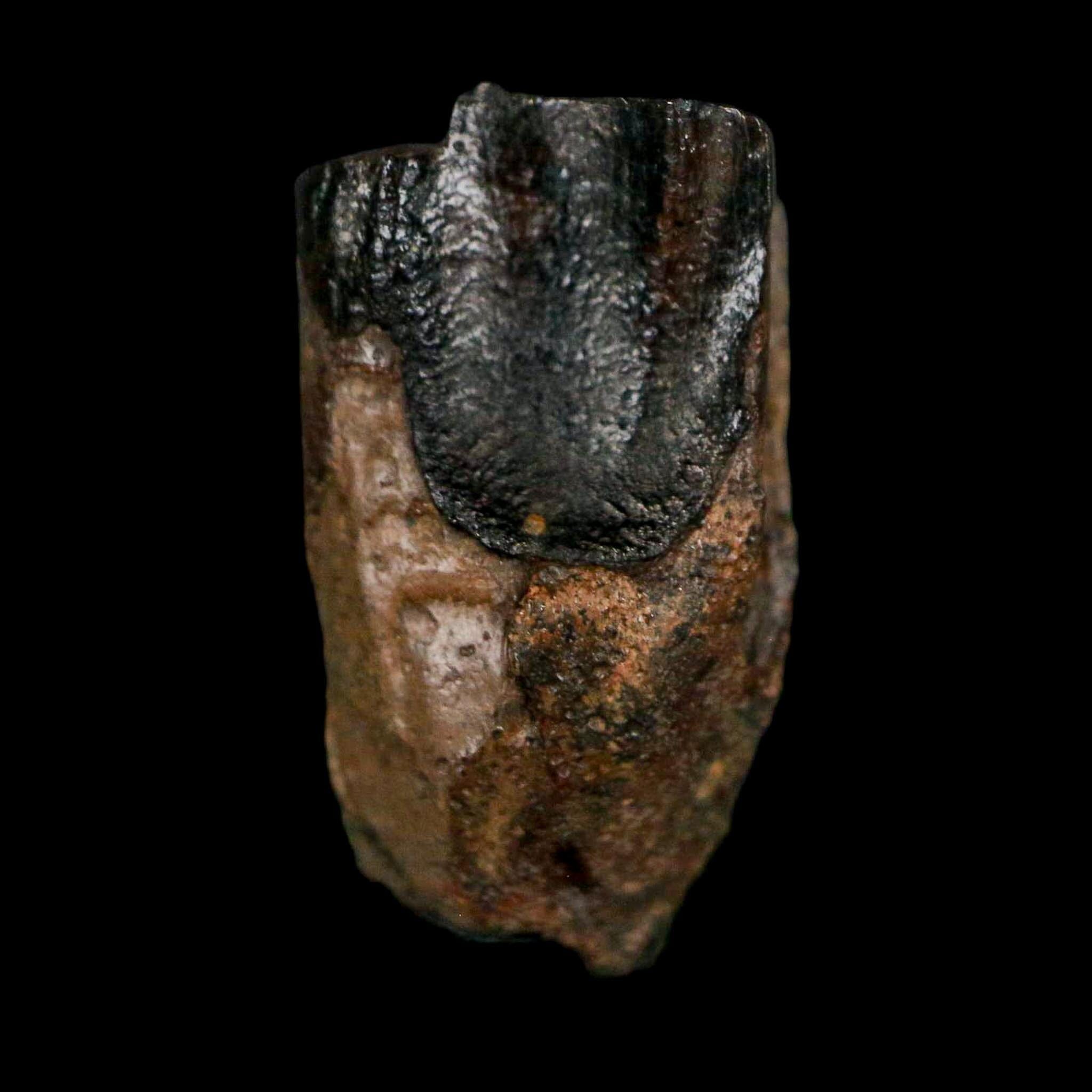 XL 0.8" Triceratops Fossil Tooth Lance Creek FM Cretaceous Dinosaur WY COA Display - Fossil Age Minerals
