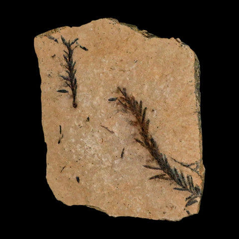 2 Two Detailed Fossil Plant Leafs Metasequoia Dawn Redwood Oligocene Age MT COA