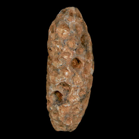 1.5" Fossil Pine Cone Equicalastrobus Replaced By Agate Eocene Age Seeds Fruit