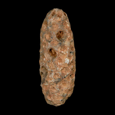1.5" Fossil Pine Cone Equicalastrobus Replaced By Agate Eocene Age Seeds Fruit
