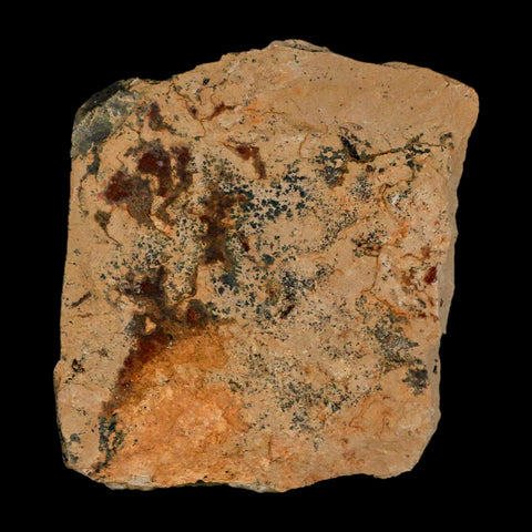 2 Two Detailed Fossil Plant Leafs Metasequoia Dawn Redwood Oligocene Age MT COA