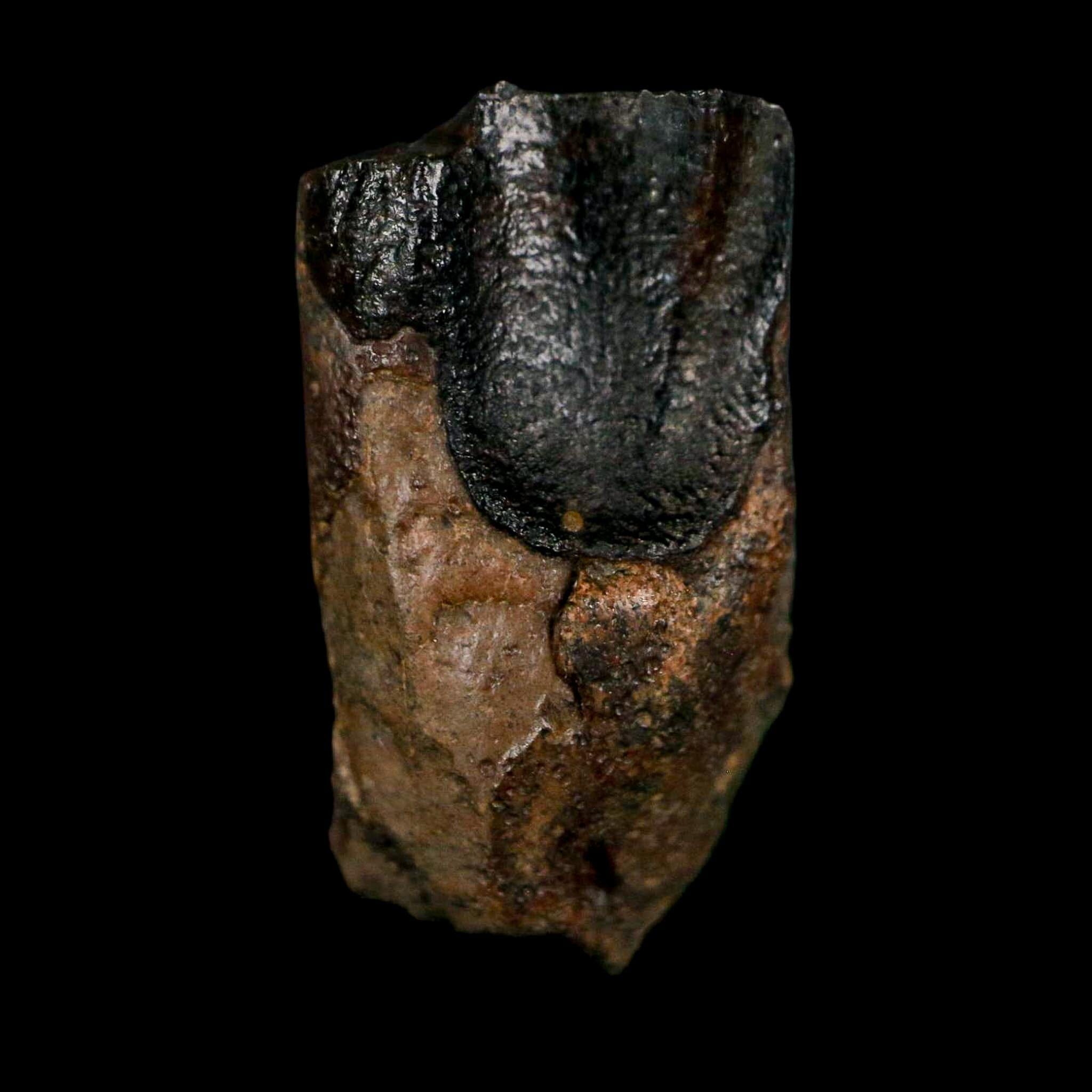 XL 0.8" Triceratops Fossil Tooth Lance Creek FM Cretaceous Dinosaur WY COA Display - Fossil Age Minerals