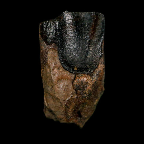 XL 0.8" Triceratops Fossil Tooth Lance Creek FM Cretaceous Dinosaur WY COA Display