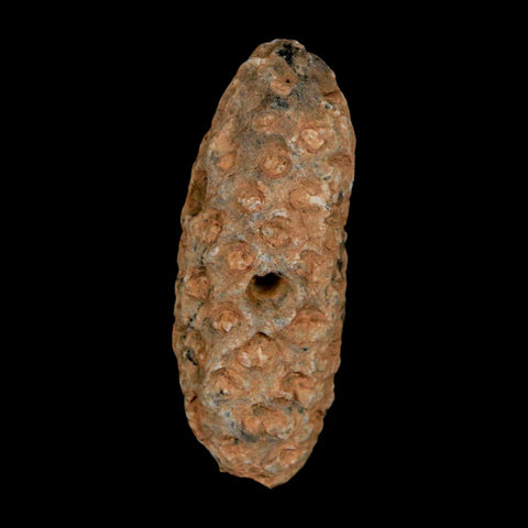 1.5" Fossil Pine Cone Equicalastrobus Replaced By Agate Eocene Age Seeds Fruit