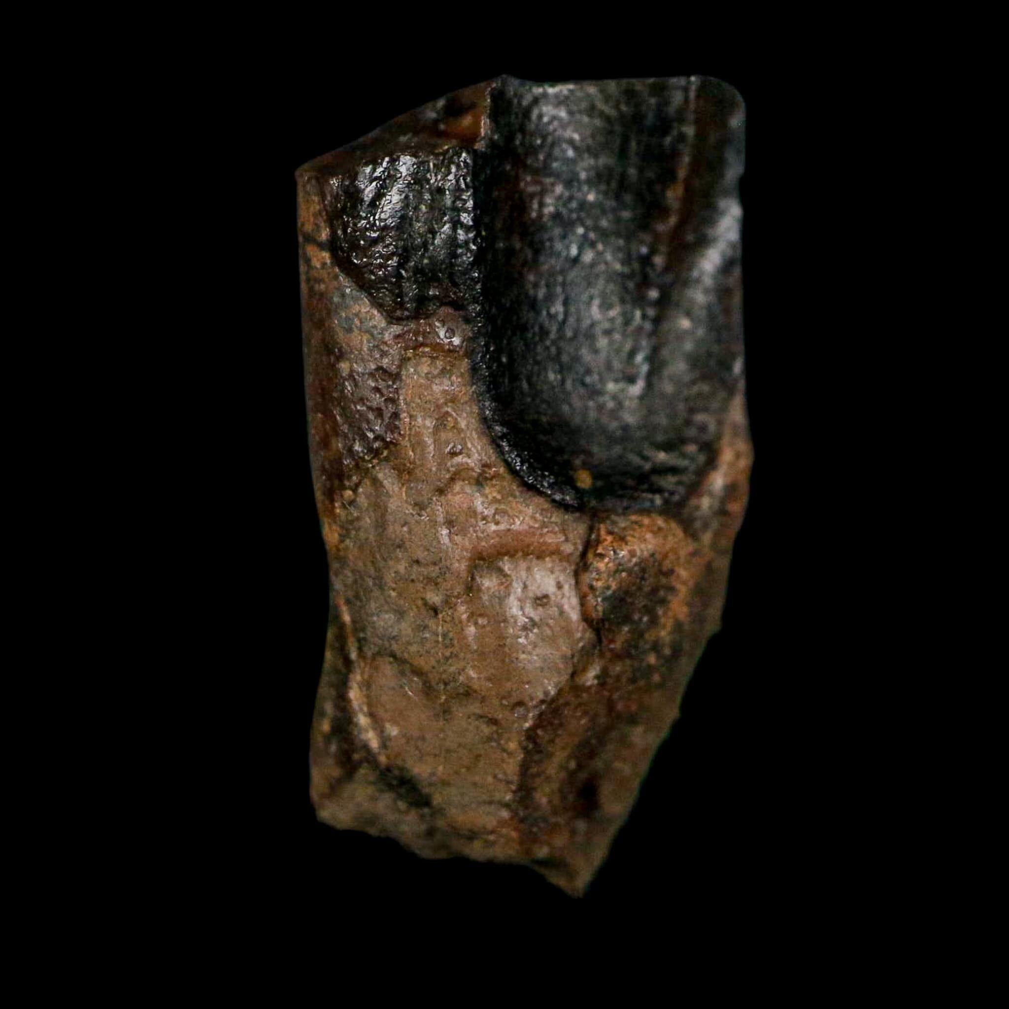 XL 0.8" Triceratops Fossil Tooth Lance Creek FM Cretaceous Dinosaur WY COA Display - Fossil Age Minerals