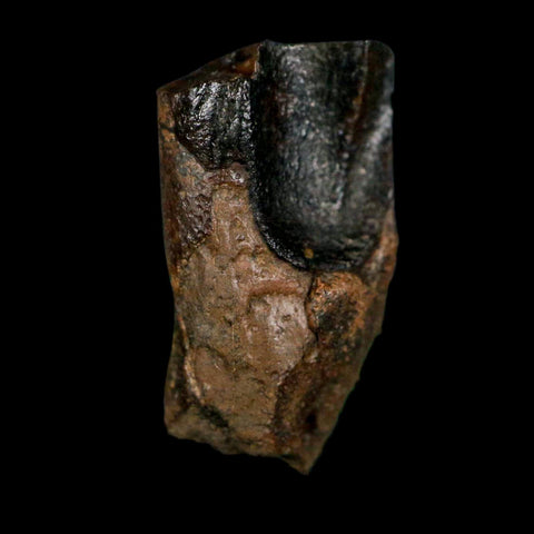 XL 0.8" Triceratops Fossil Tooth Lance Creek FM Cretaceous Dinosaur WY COA Display