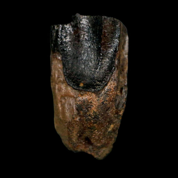 XL 0.8