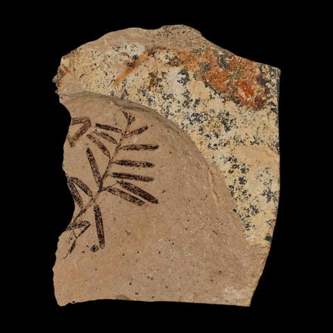 0.9" Detailed Fossil Plant Leafs Metasequoia Dawn Redwood Oligocene Age MT COA