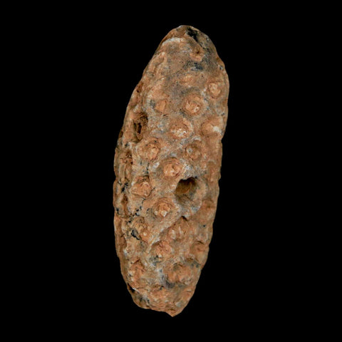 1.5" Fossil Pine Cone Equicalastrobus Replaced By Agate Eocene Age Seeds Fruit