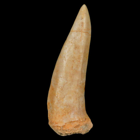 XL 2.3" Saber Toothed Herring Fossil Fang Enchodus Libycus Cretaceous COA Stand - Fossil Age Minerals