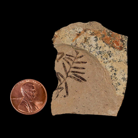 0.9" Detailed Fossil Plant Leafs Metasequoia Dawn Redwood Oligocene Age MT COA