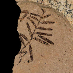 Metasequoia Plant Fossils